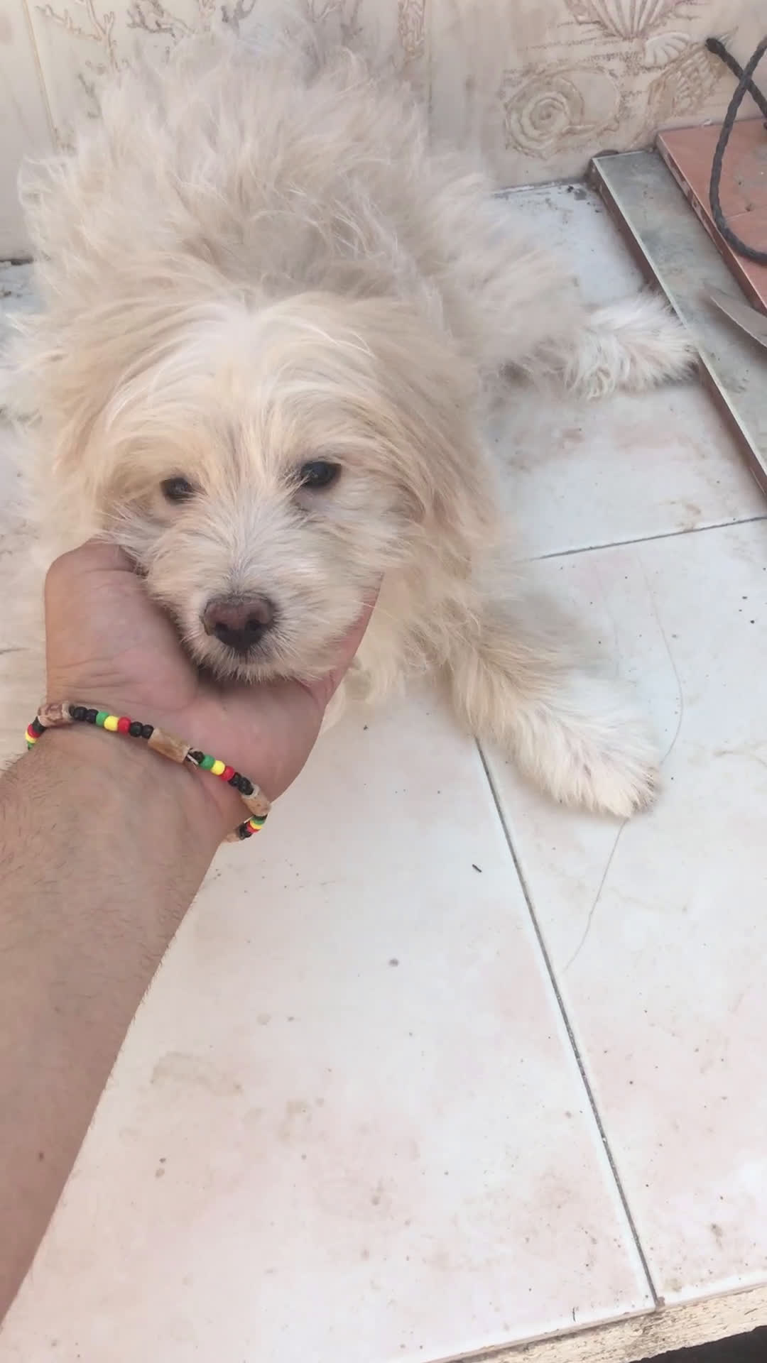 Maltipoo perros en venta: MALTIPOO CACHORROS  - Video 1
