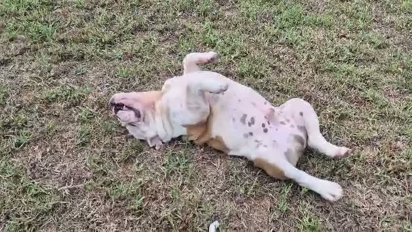 Bulldog Inglés perros en venta: Cachorro bulldog ingles  - Video 5