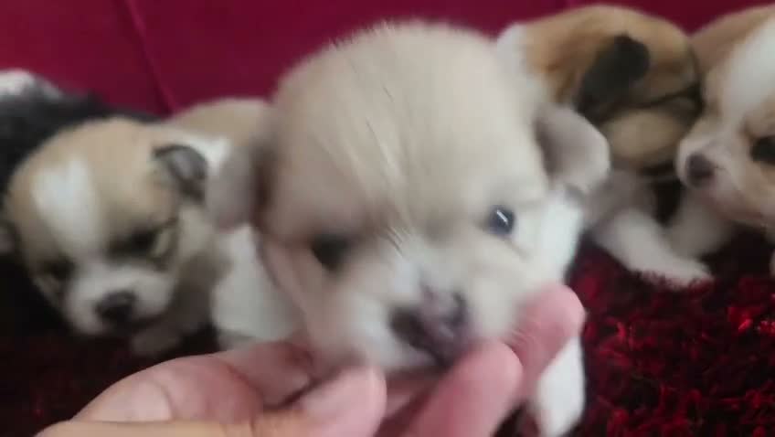 Pomerania perros en venta: Pomerania - Video 2
