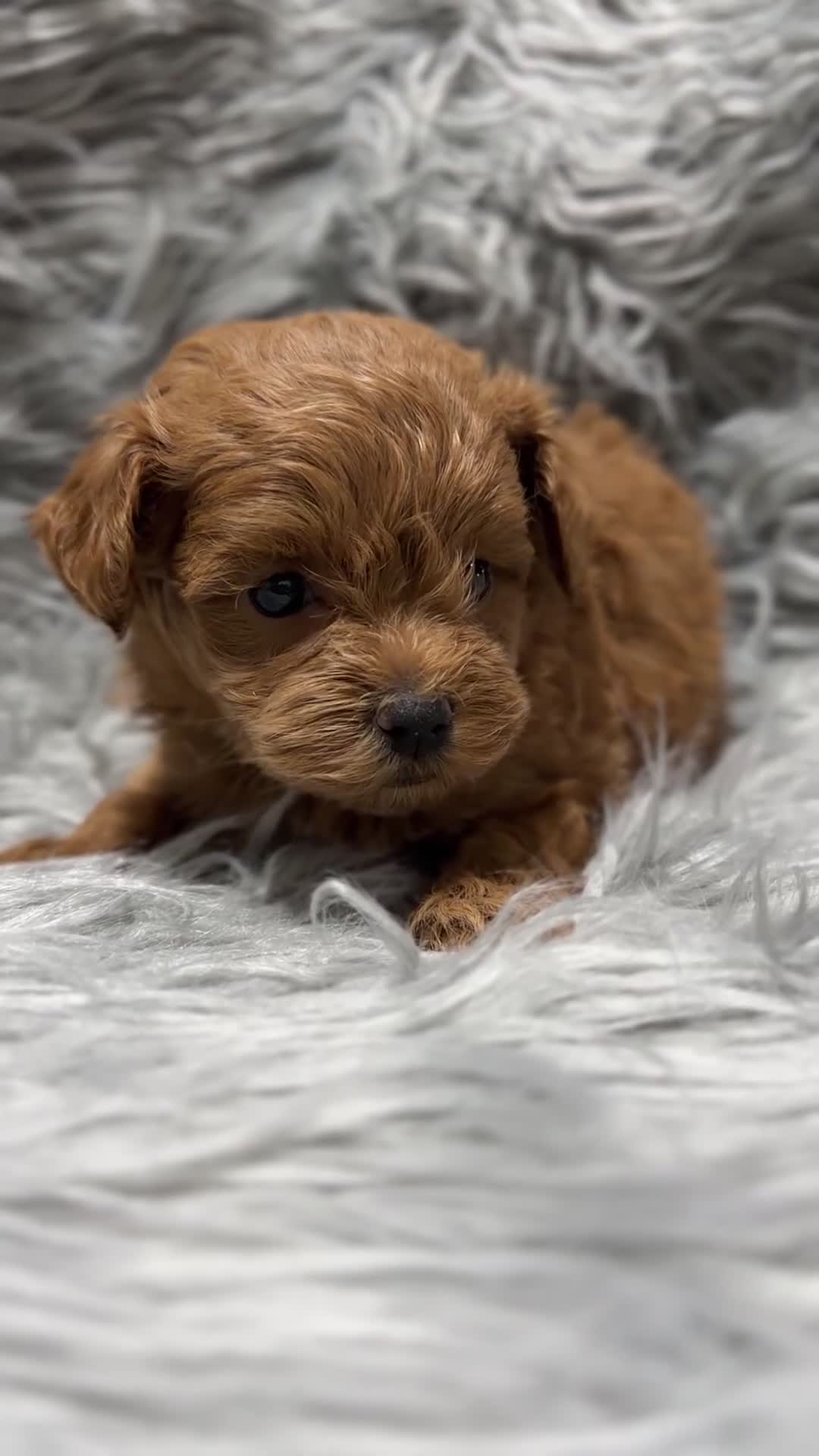 Maltipoo perros en venta: Maltipoo Minitoy rojo  - Video 1
