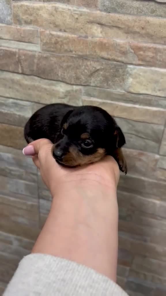 Ratón de Praga perros en venta: Raton de Praga - Video 3