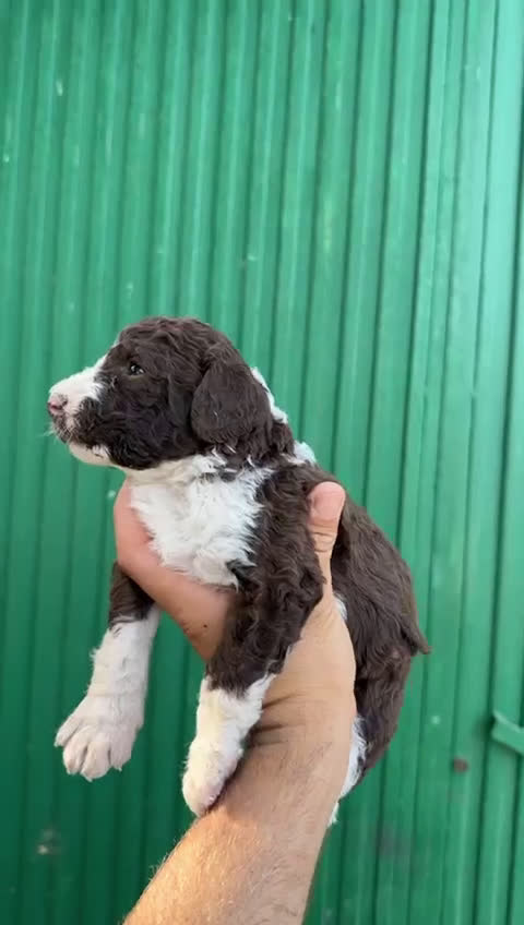 Perro de Agua Español perros en venta: Perro de agua español - Video 3