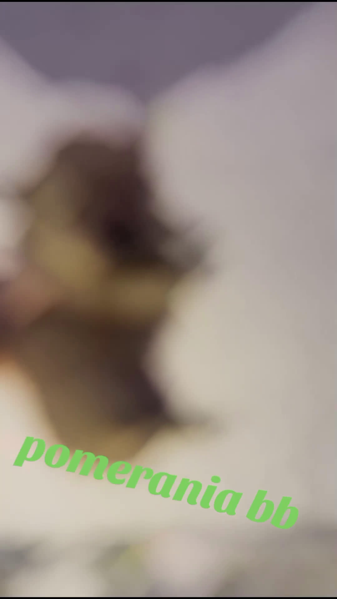 Pomerania perros en venta: Pomerania  - Video 1