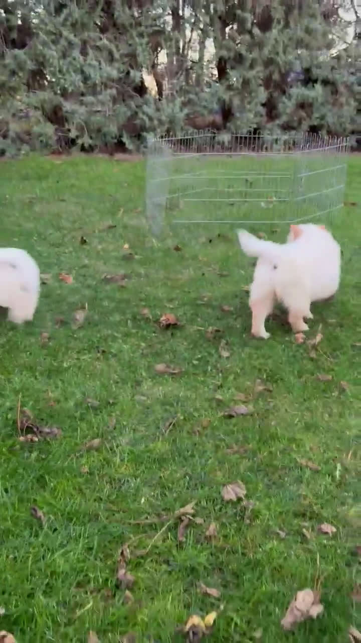 Chow Chow perros en venta: Chow chow - Video 1