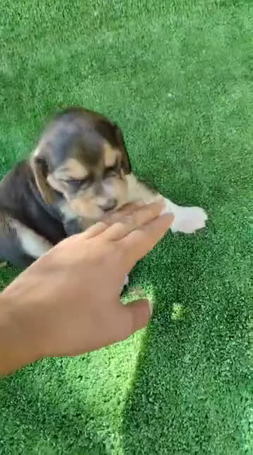 Beagle perros en venta: Beagle - Video 1