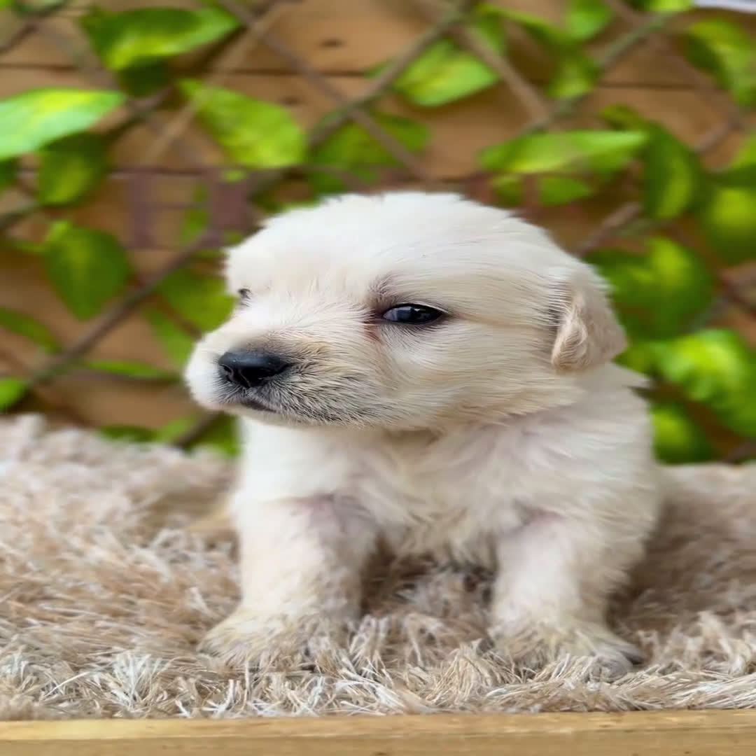 Golden Retriever perros en venta: Camada de Sonia  - Video 1