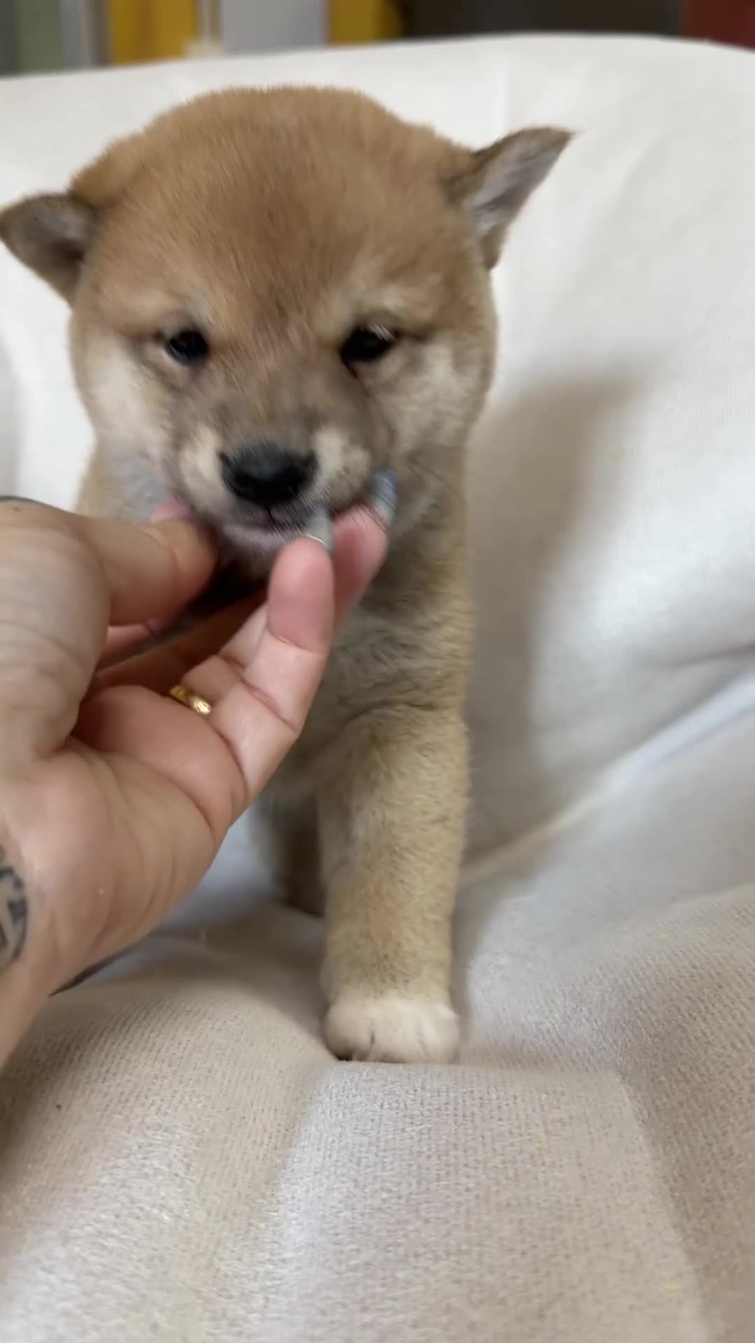 Shiba Inu perros en venta: Shiba Inu sésamo  - Video 1