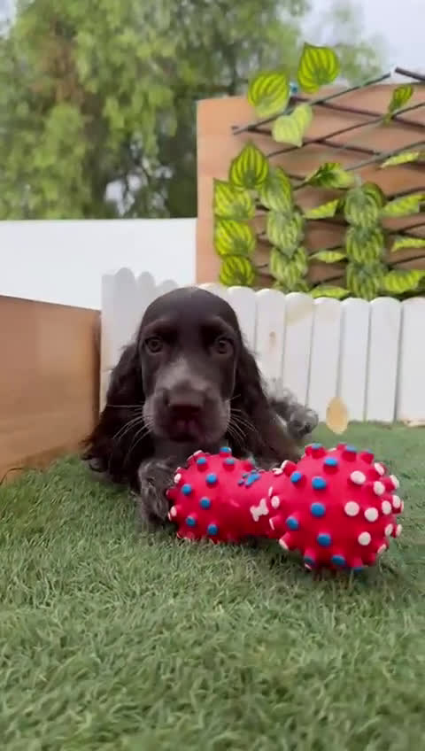 Cocker Spaniel Inglés perros en venta: COCKER RUANO - Video 1
