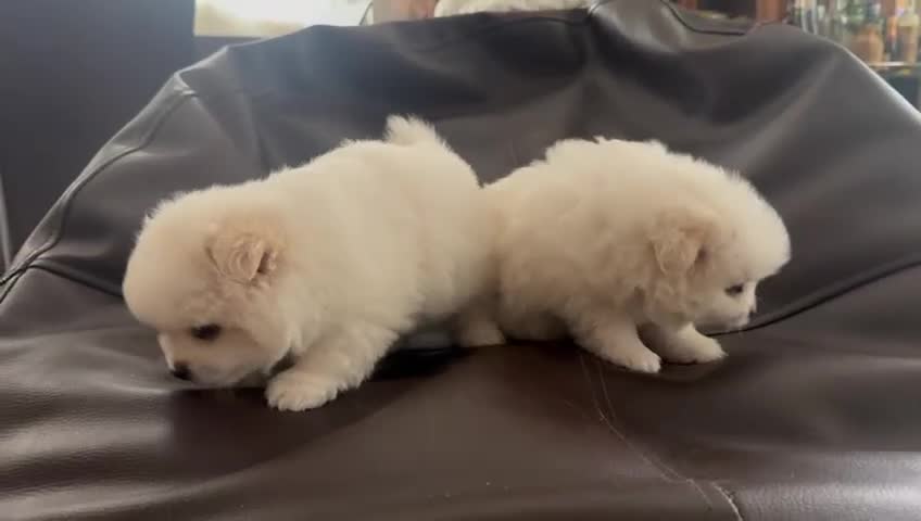 Pomerania perros en venta: POMERANIA TOY - Video 1