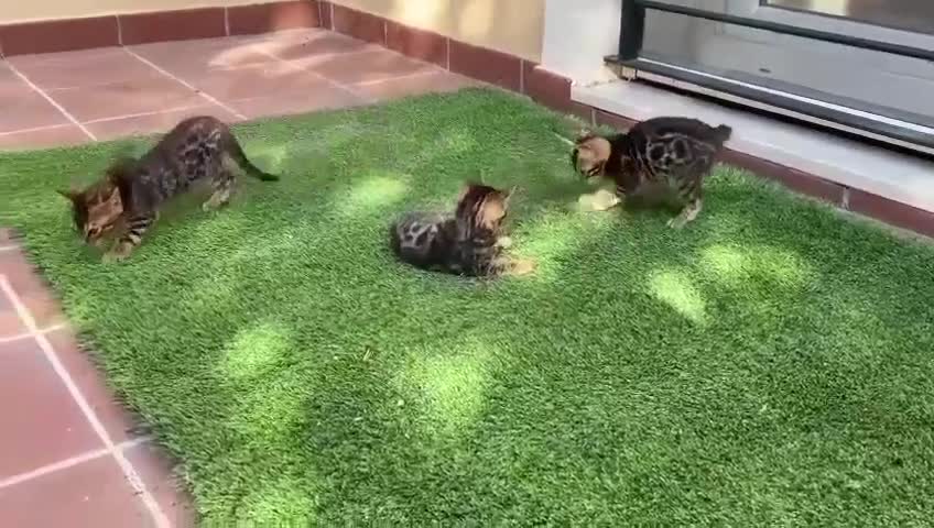 Bengalí gatos en venta: IMPRESIONANTES GATOS BENGALÍ en Madrid - Video 1