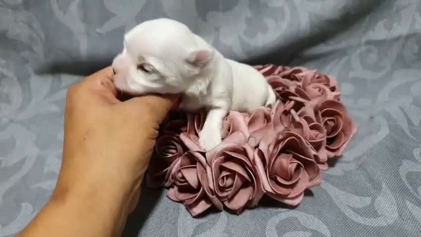 Bichón Maltés perros en venta: Bichones Malteses   - Video 2