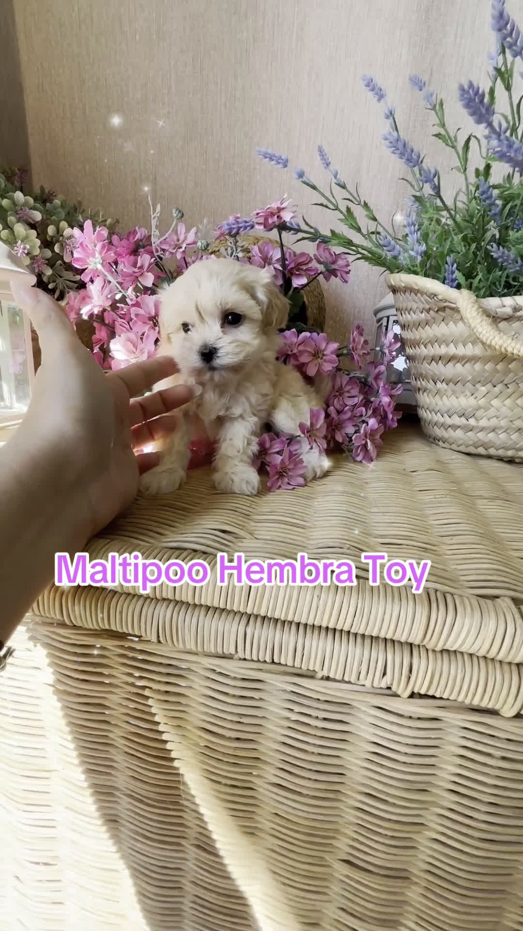 Maltipoo perros en venta: Maltipoo Hembra toy disponible  - Video 1