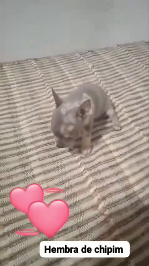 Raza Mixta perros en venta: Parejita de chipim Merle lilac ojos azules  - Video 1