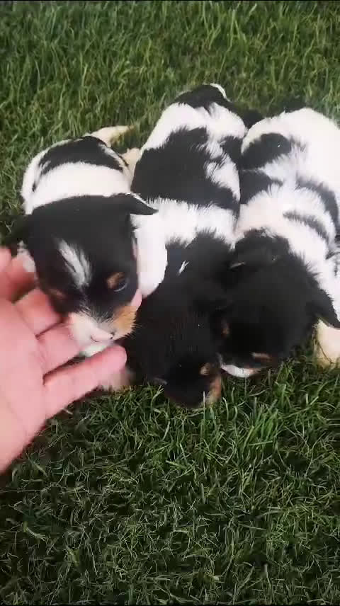 Biewer Yorkshire Terrier a la Pom Pon perros en venta: Camada Yorkshire Biewer - AQUANATURA en Barcelona - Video 3