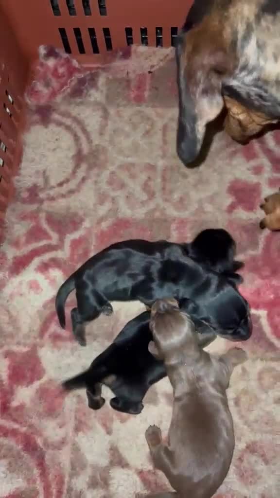 Teckel Miniatura perros en venta: TECKEL MINI - Video 1