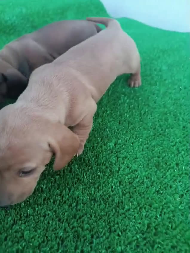 Teckel perros en venta: Teckel kanichen  - Video 3