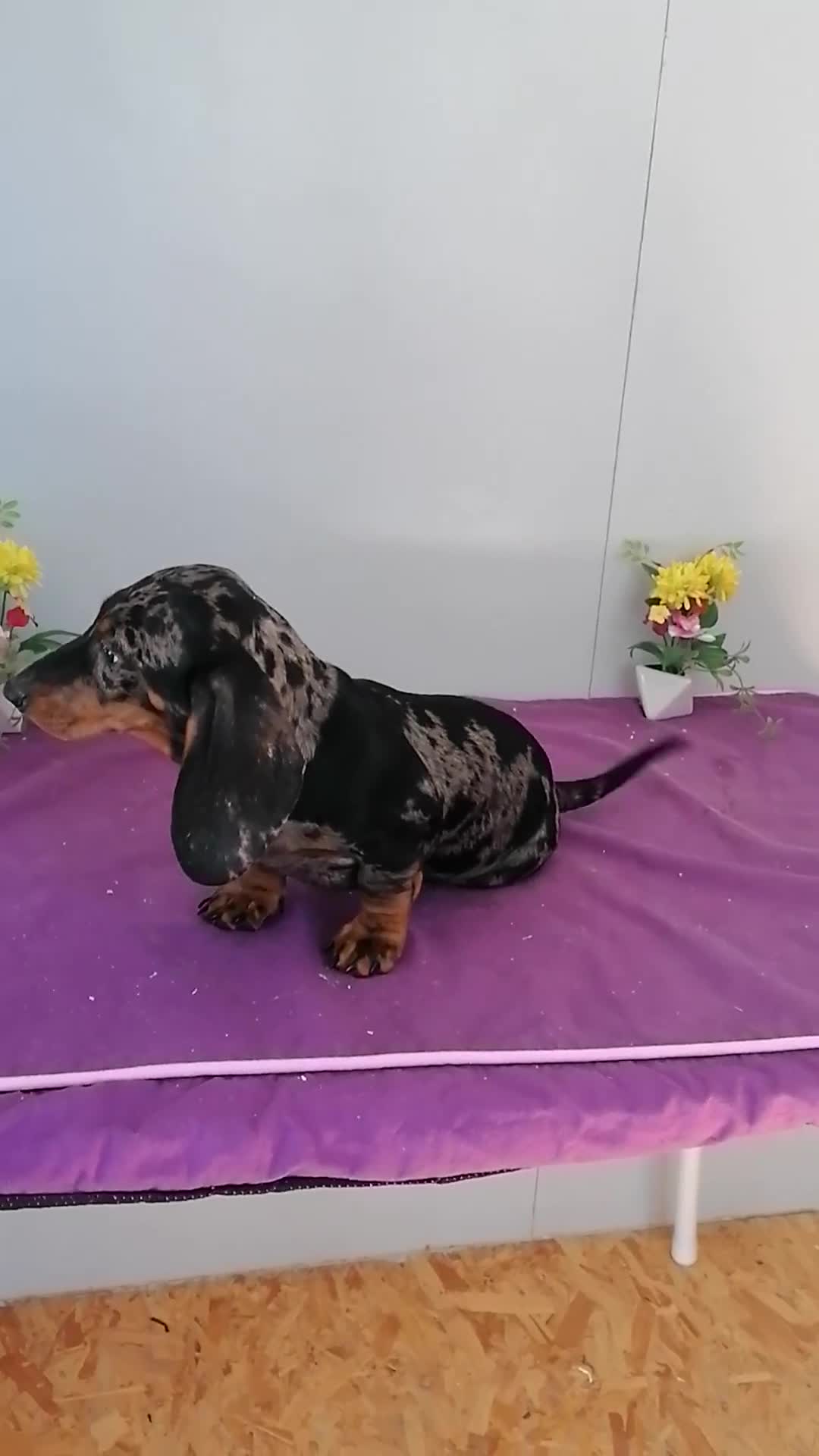 Teckel perros en venta: Preciosos teckel muy cariñosos  - Video 1