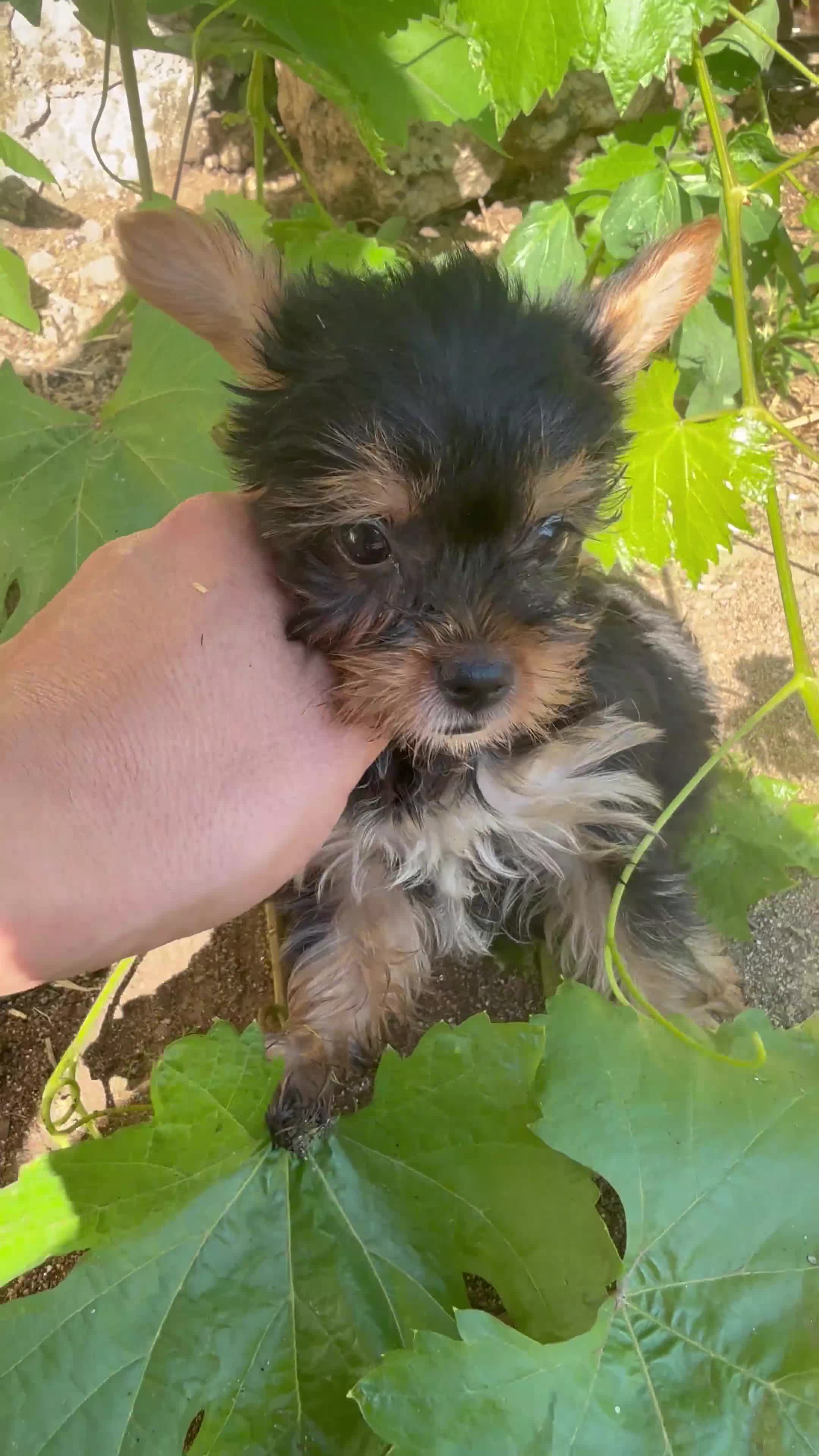 Yorkshire Terrier perros en venta: Yorkshire toy - Video 2