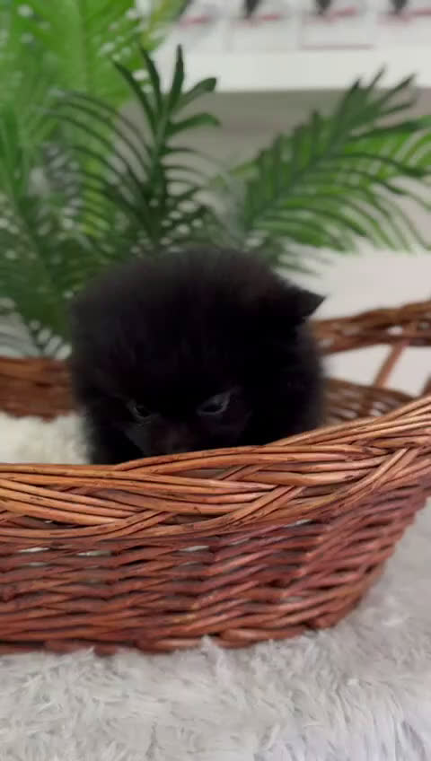 Pomerania perros en venta: POMERANIA HEMBRA - Video 1