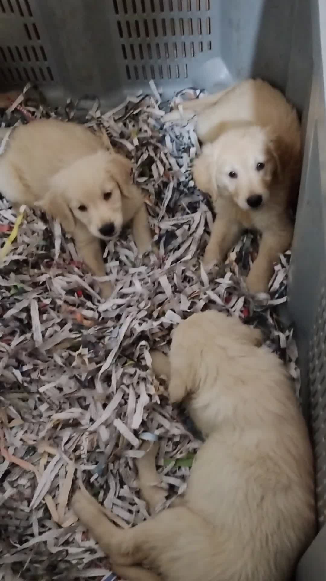 Golden Retriever perros en venta: Golden Retriever  - Video 1