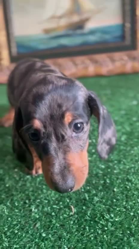 Teckel Miniatura perros en venta: Cachorra arlequín plata  - Video 1