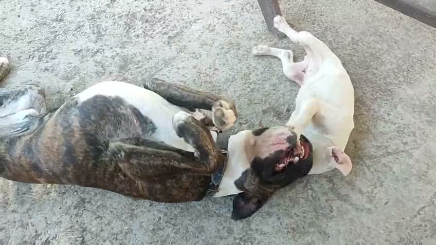 Boxer perros en venta: Boxer  - Video 1