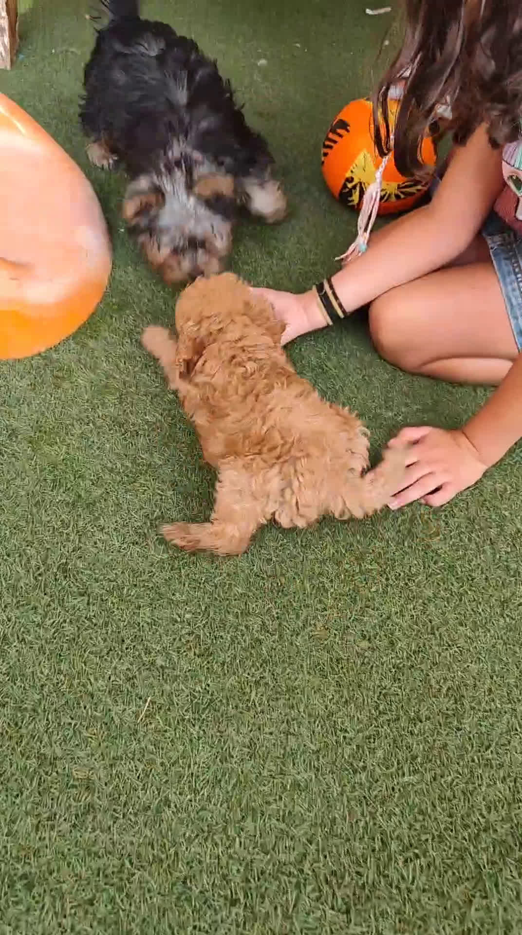 Caniche Toy perros en venta: Preciosa hembra caniche toy - Video 1