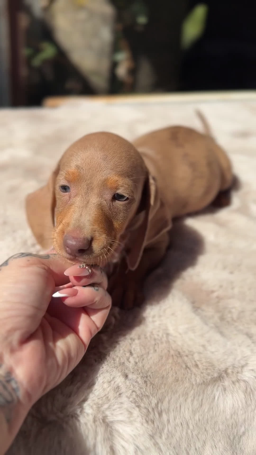 Teckel Miniatura perros en venta: Teckel Arlequin rojo  - Video 1