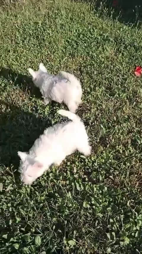 West Highland White Terrier perros en venta: Westys simpatiquisimas cachorritas !! - Video 1