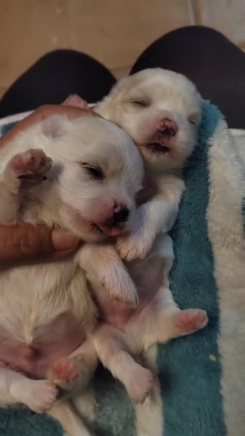 Bichón Maltés perros en venta: Bichón Maltes - Video 2
