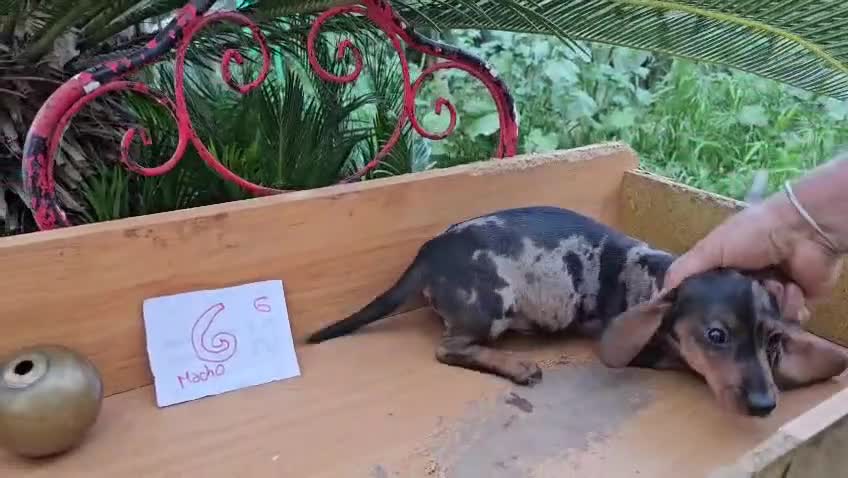 Teckel perros en venta: TECKEL  - Video 2