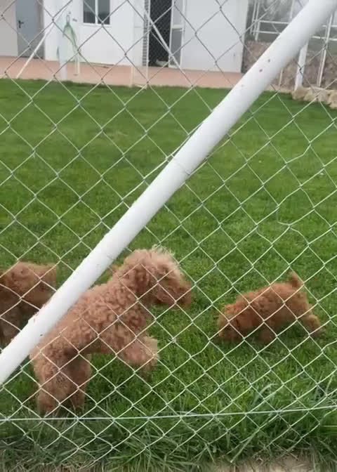 Caniche Toy perros en venta: Caniche Toy hembra - Video 1