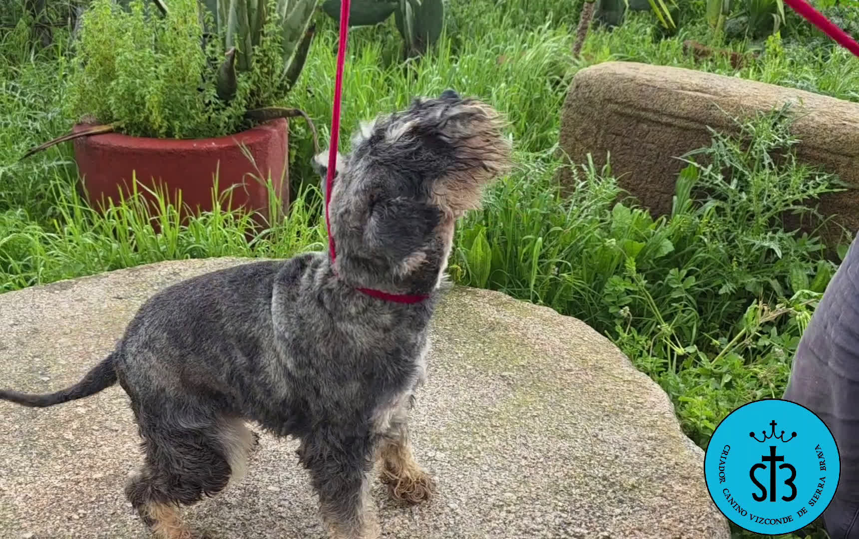 Schnauzer Miniatura perros en venta: SCHNAUZER MINIATURA PEDEGREE - Video 1