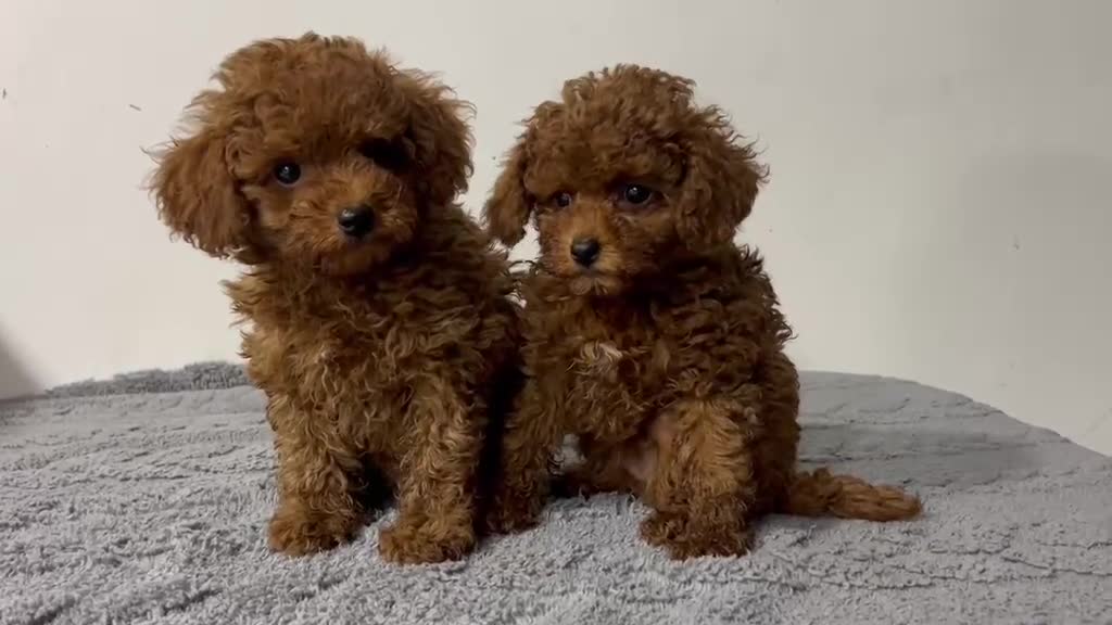Caniche Toy perros en venta: Caniche Toy rojo - Video 2