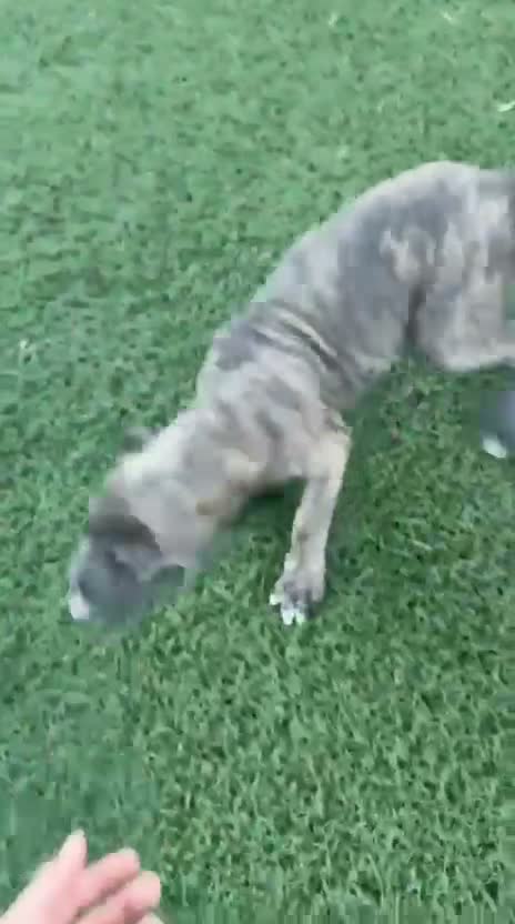 Cane Corso perros en venta: Cane corso  - Video 2