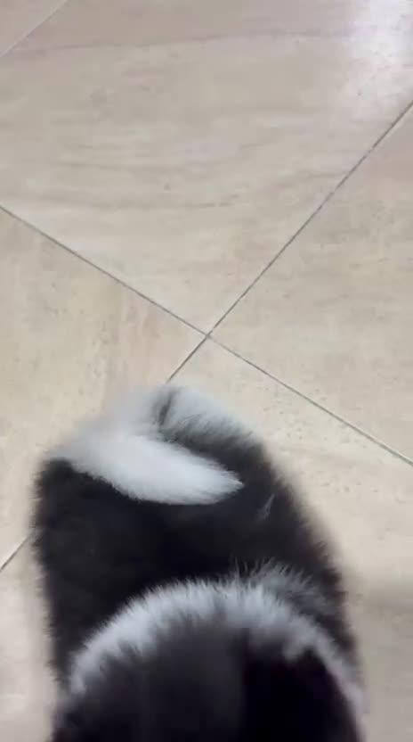 Pomerania perros en venta: Cachorro macho de lulu de Pomerania toy - Video 1