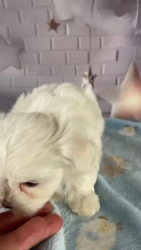 Bichón Maltés perros en venta: Bichon maltés muy chiquitines !!! - Video 1