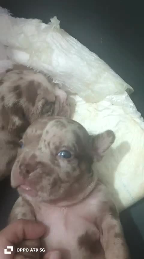 American Bully perros en venta: American Bully pocket  - Video 3