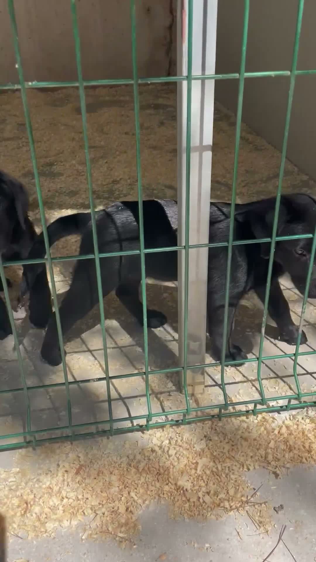 Labrador Retriever perros en venta: Cachorros labrador negro con pedigree  - Video 1