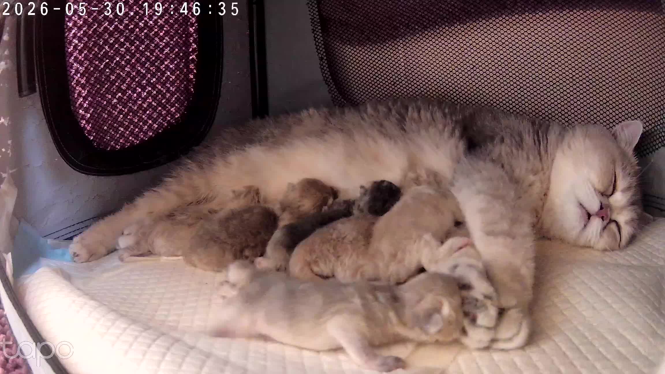 Británico de Pelo Corto gatos en venta: Camada F2 de British Shorthair Golden - Video 1