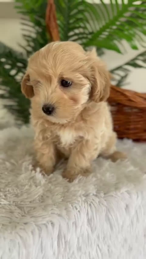Maltipoo perros en venta: MALTIPOO - Video 1