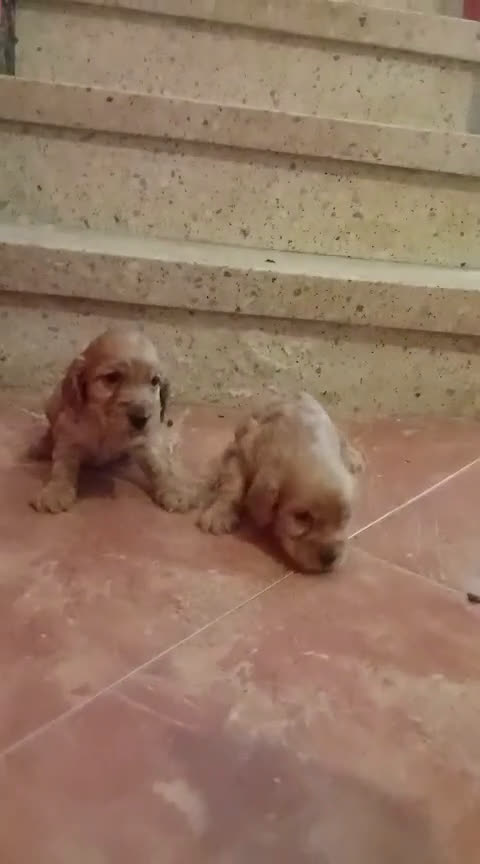 Cocker Spaniel Inglés perros en venta: Cocker spaniel inglés  - Video 1
