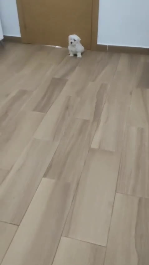 Bichón Maltés perros en venta: Bichón maltés Toy línea americana  - Video 3