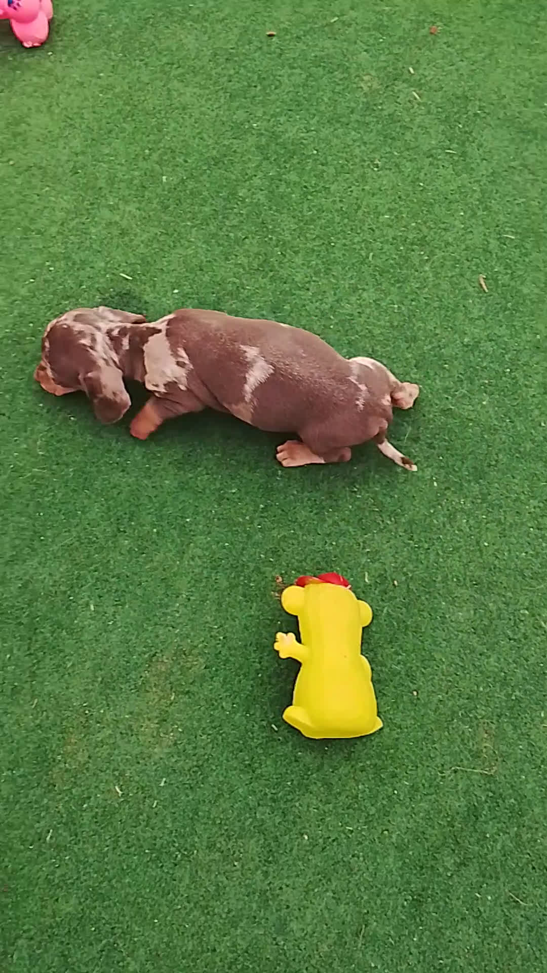 Teckel perros en venta: Cachorros de teckel  - Video 2