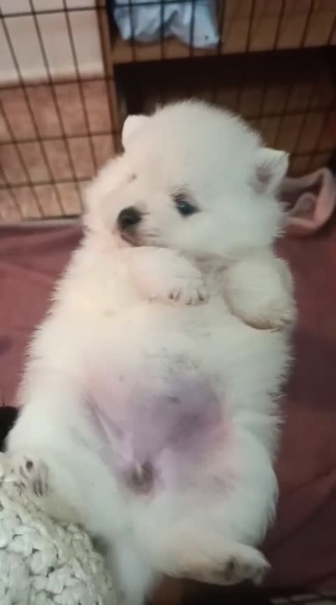 Pomerania perros en venta: Camada de Pomerania lista para Reyes - Video 2