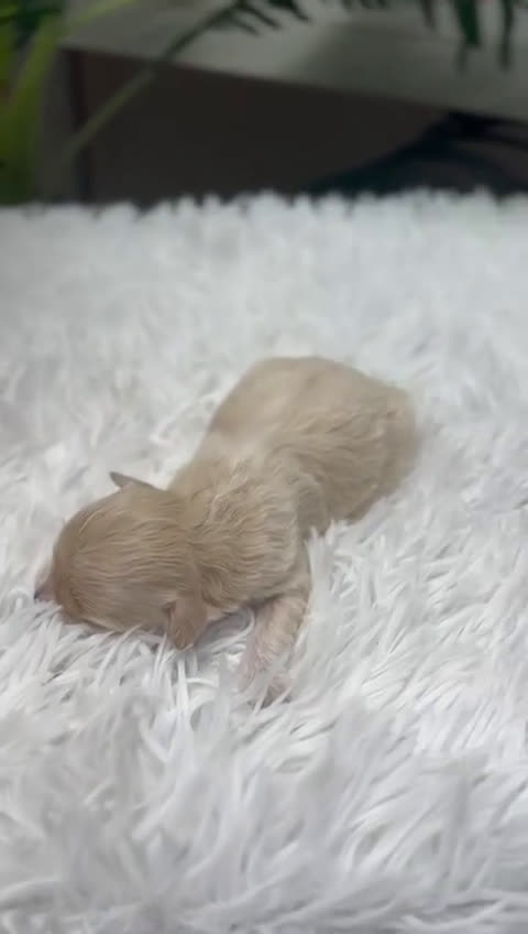 Maltipoo perros en venta: MALTIPOO HEMBRA - Video 1