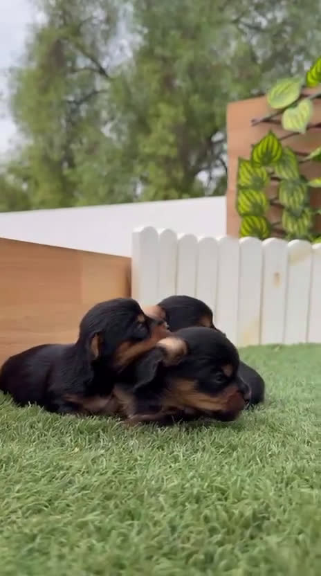Yorkshire Terrier perros en venta: YORKSHIRE TERRIER MACHOS - Video 3