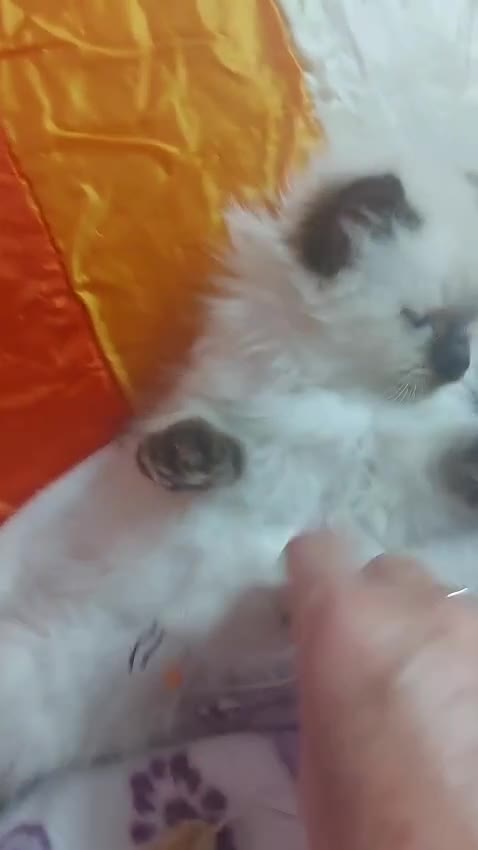 Siberiano gatos en venta: Siberianos  - Video 1