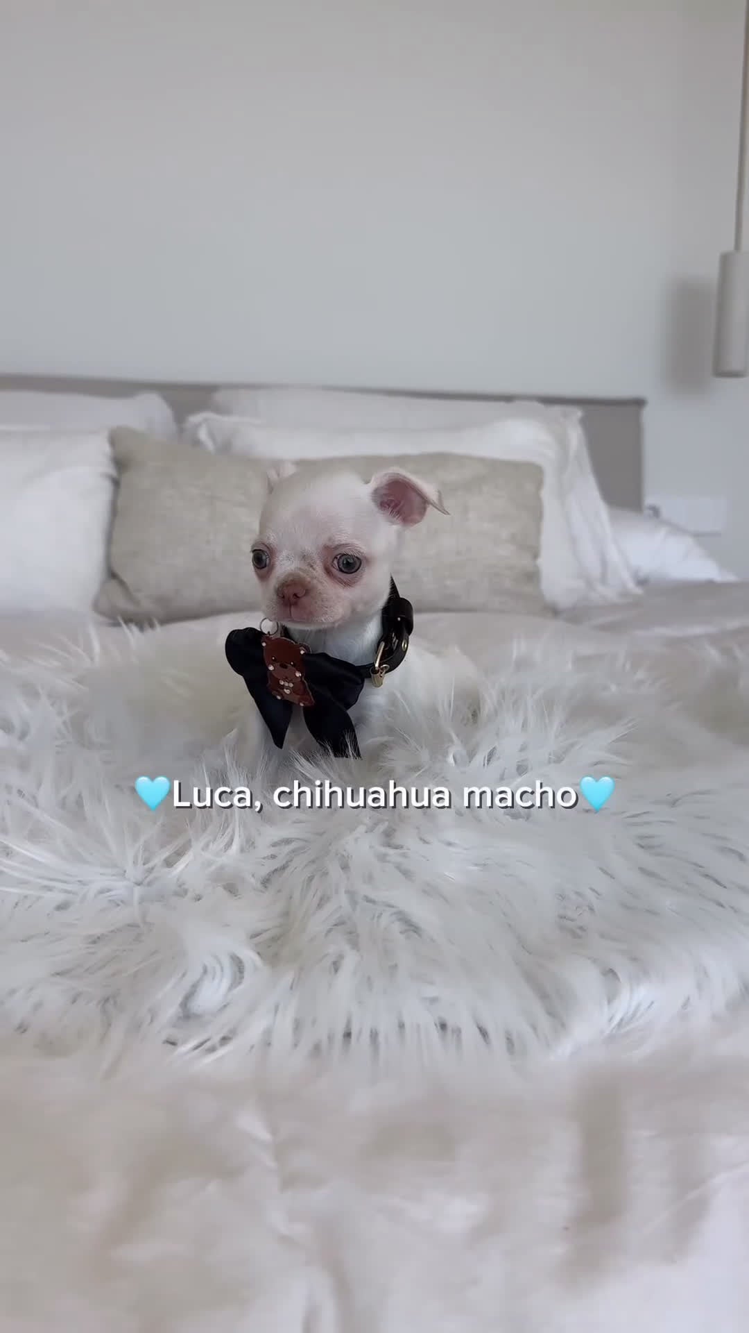 Chihuahua perros en venta: Chihuahua macho - Video 1