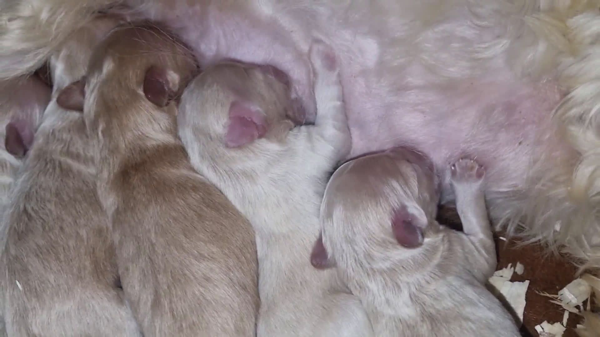 Maltipoo perros en venta: Maltipoo en Cáceres - Video 1